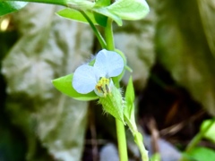 ツユクサ白花