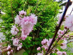 庭桜