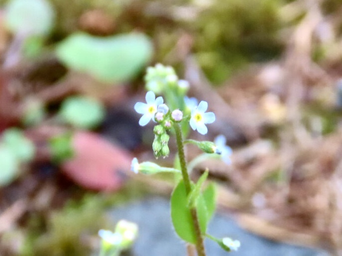 キュウリグサ