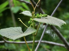 山葡萄の新芽1