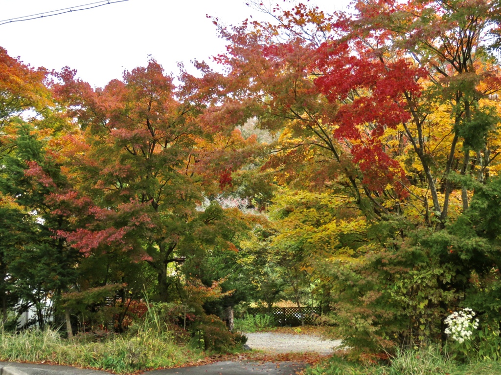 近所の紅葉4
