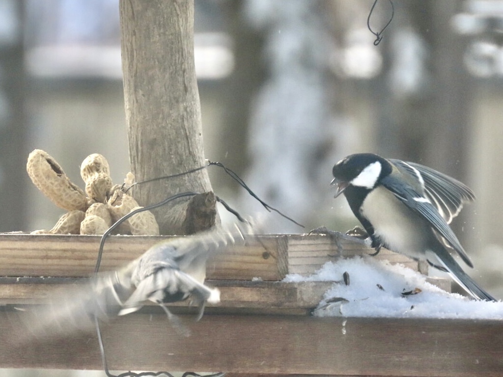餌台を巡る争い1