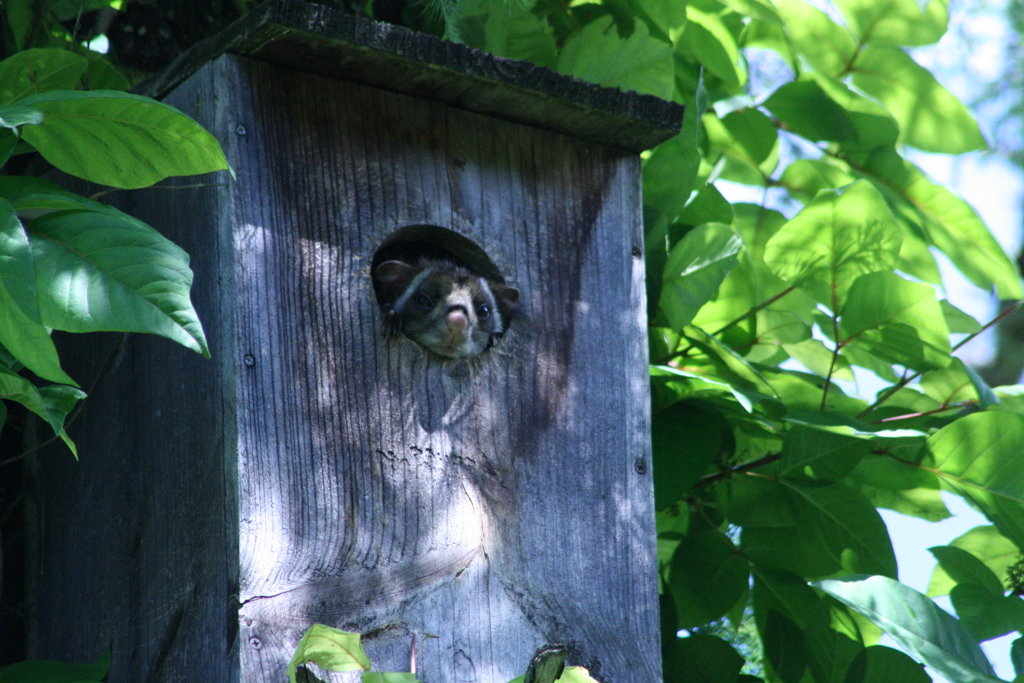 ムササビの兄弟１