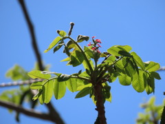 オニグルミの新芽