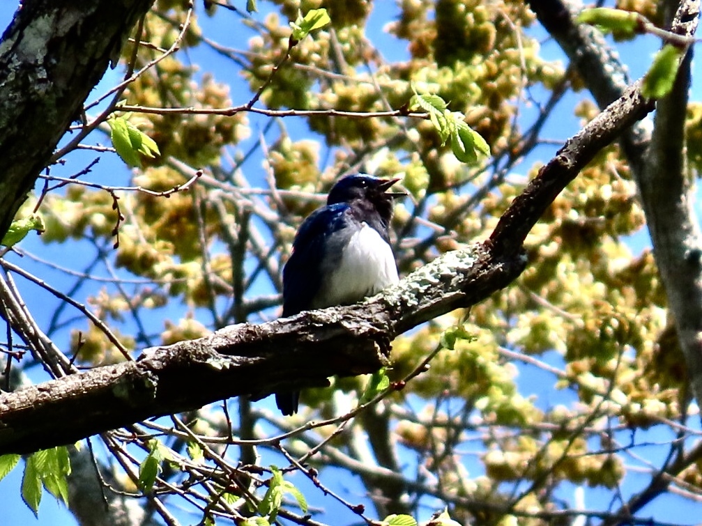 野鳥発見2