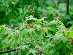 雨に濡れたプロペラ