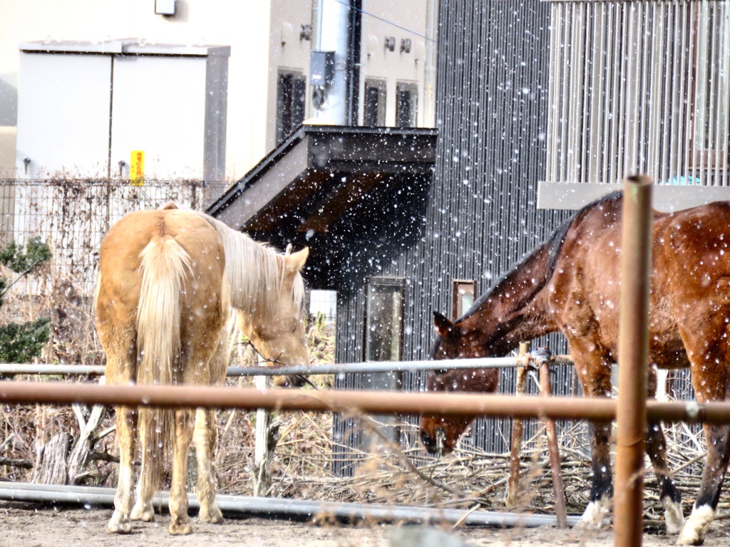 晴れ間の雪