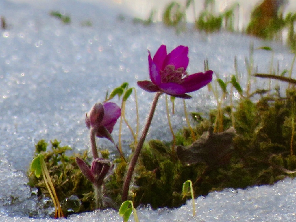 これぞ雪割草1