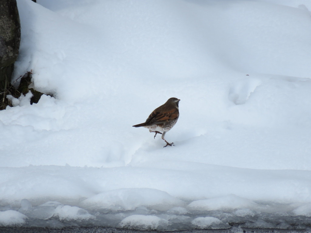 雪の中