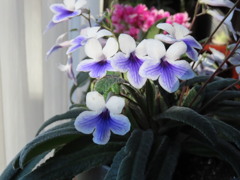 ストレプトカーパス