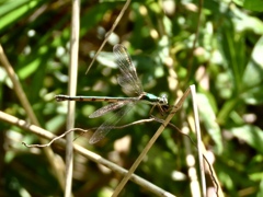 糸蜻蛉