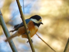 散歩で出会った鳥達1