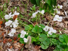 丸葉白スミレ