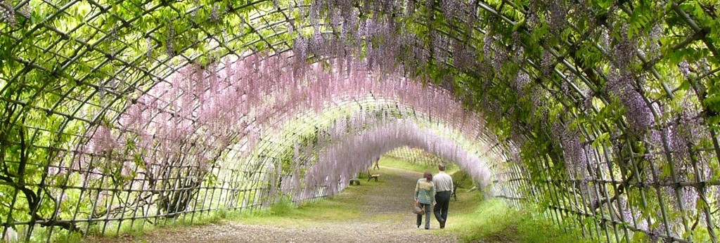 再掲・13年前の河内藤園５