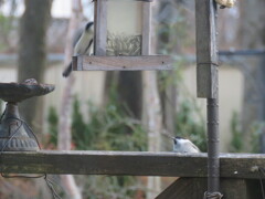 元気な野鳥達2