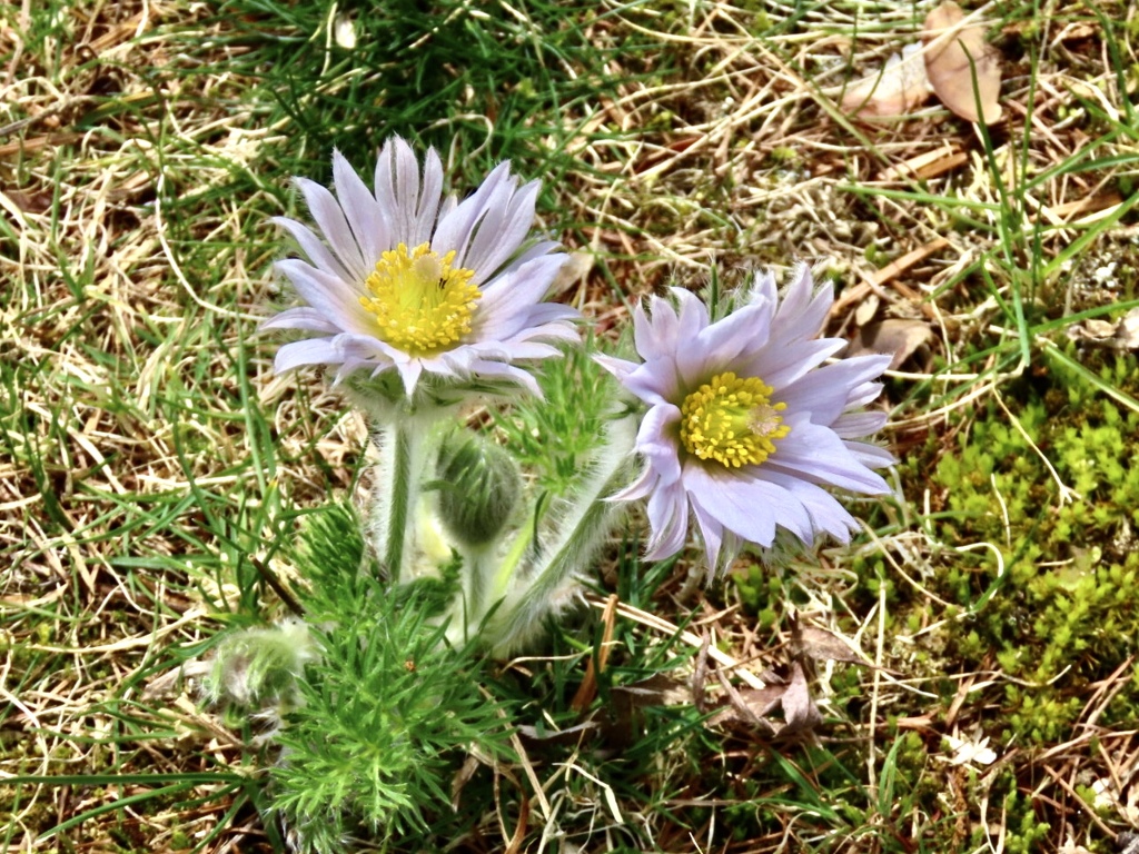 庭のセイヨウ翁草