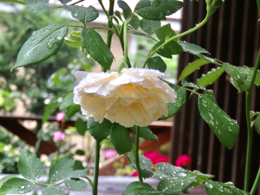 雨に打たれて