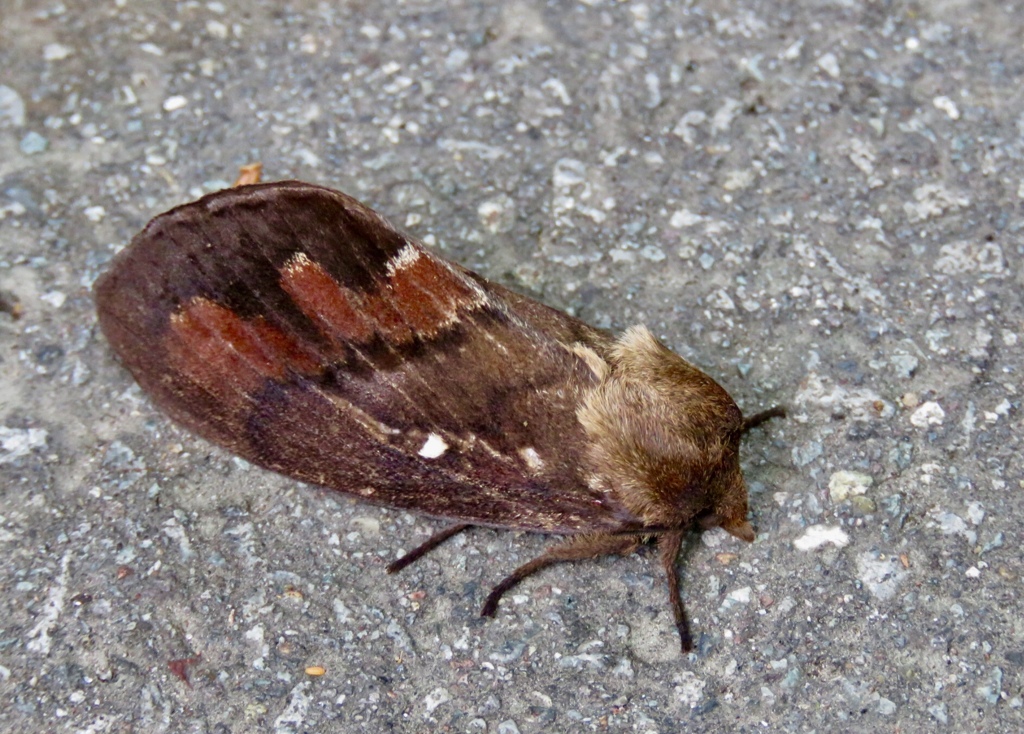 シャチホコガの仲間？