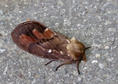 シャチホコガの仲間？