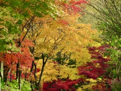 紅葉のピーク2