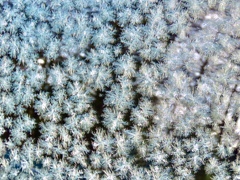 路駐車の霜の結晶2