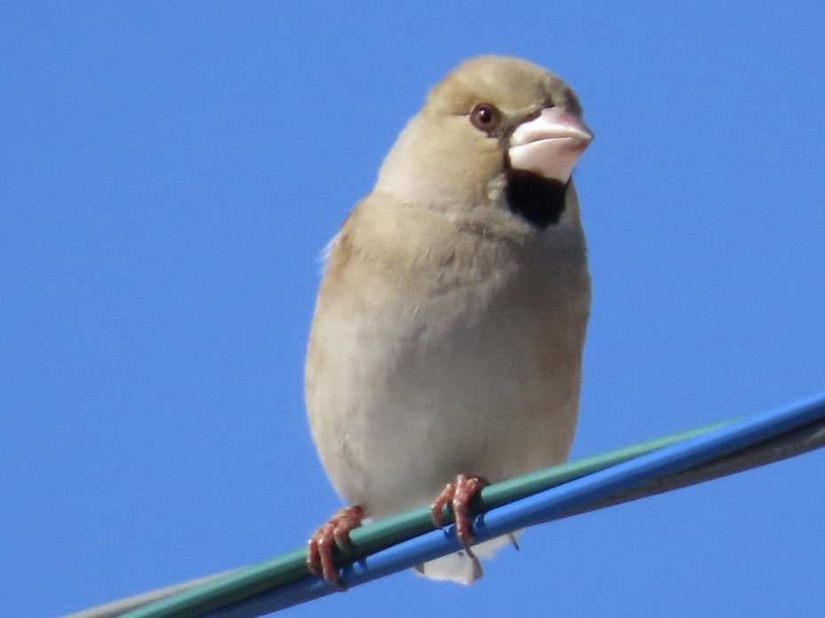 正面顔