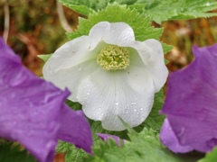 シラネアオイ白花