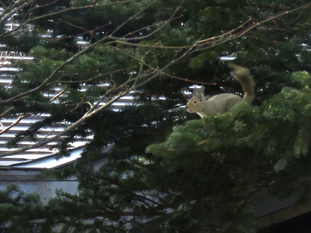 昨日の我家のアイドルちゃん7