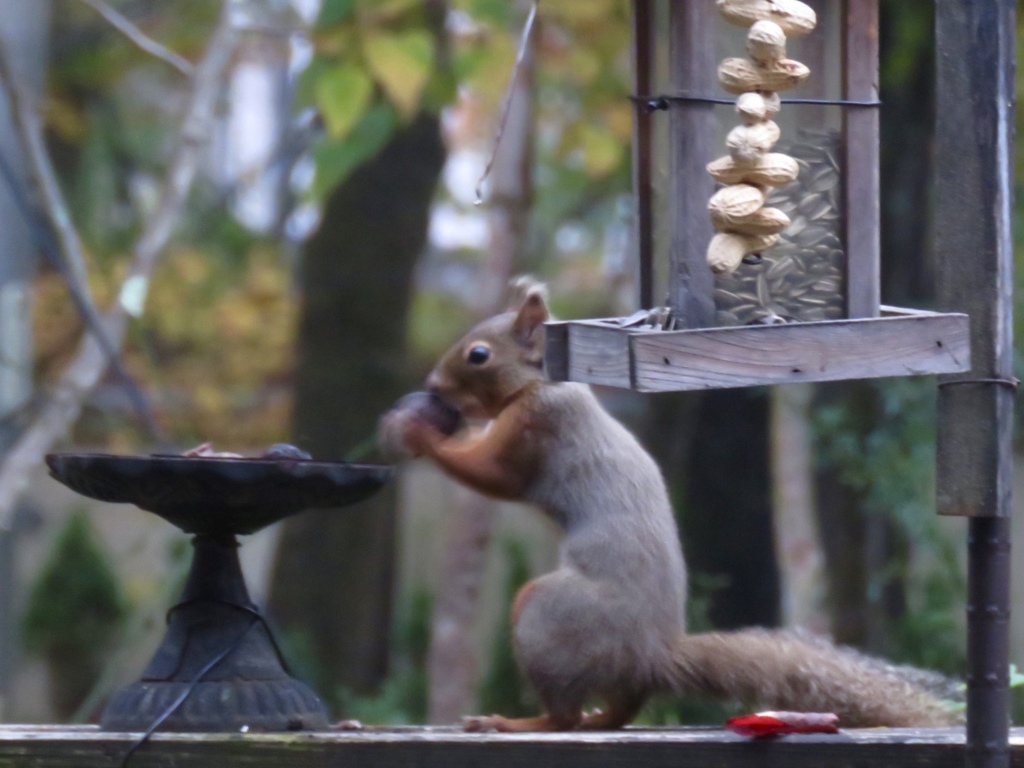 我家のアイドル4