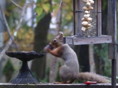 我家のアイドル4