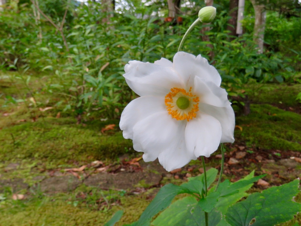 庭の花