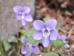 タチツボスミレの花