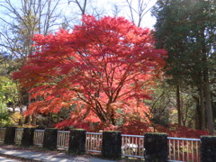 セキレイ橋横①