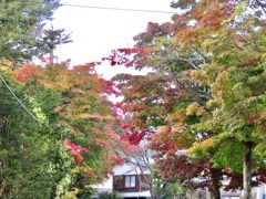 近所の紅葉2