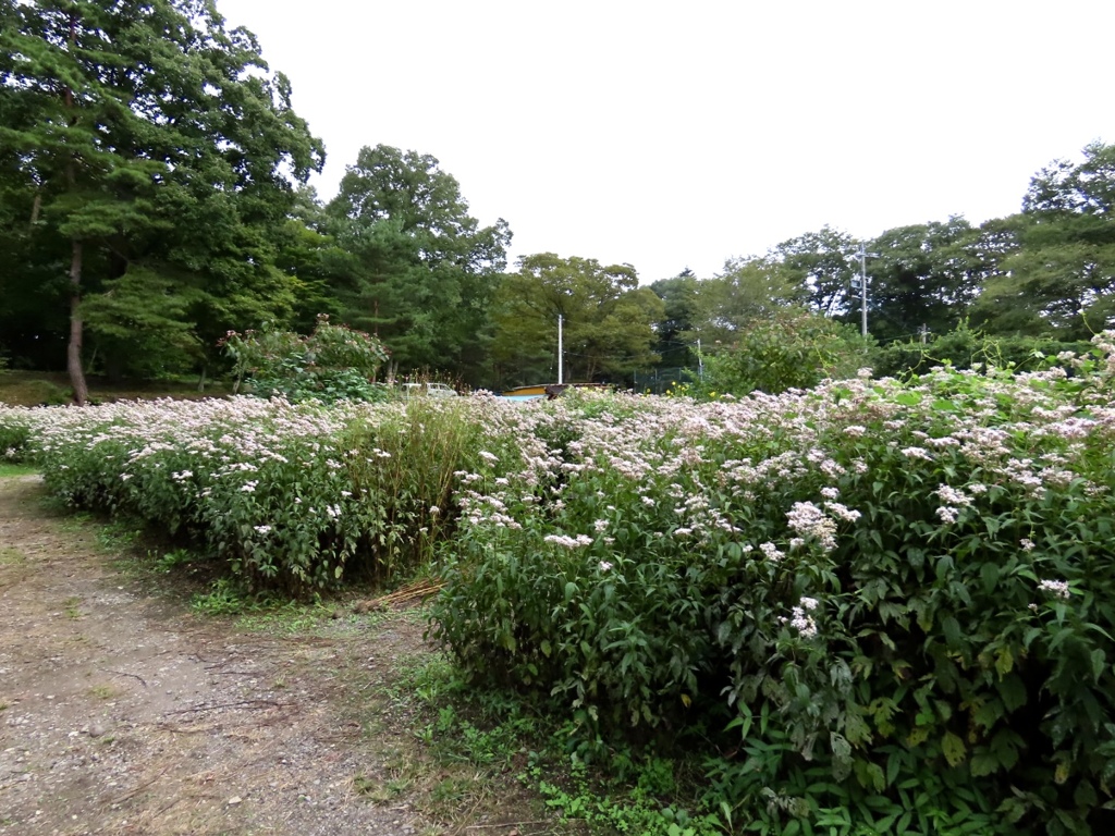 蝶の楽園