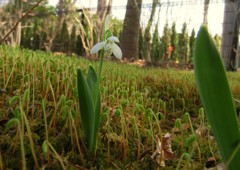 庭の苔とスノードロップ