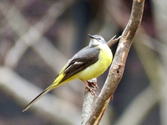 キセキレイ♀