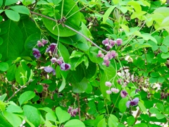 雄花と雌花