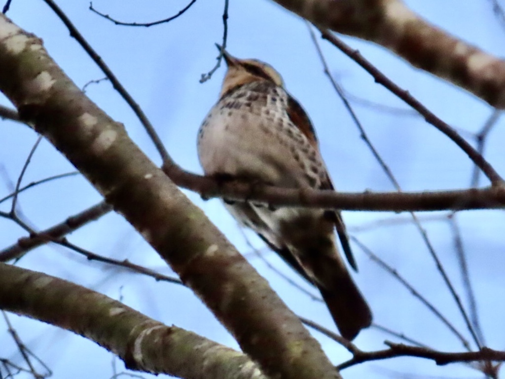 真上にいたツグミ
