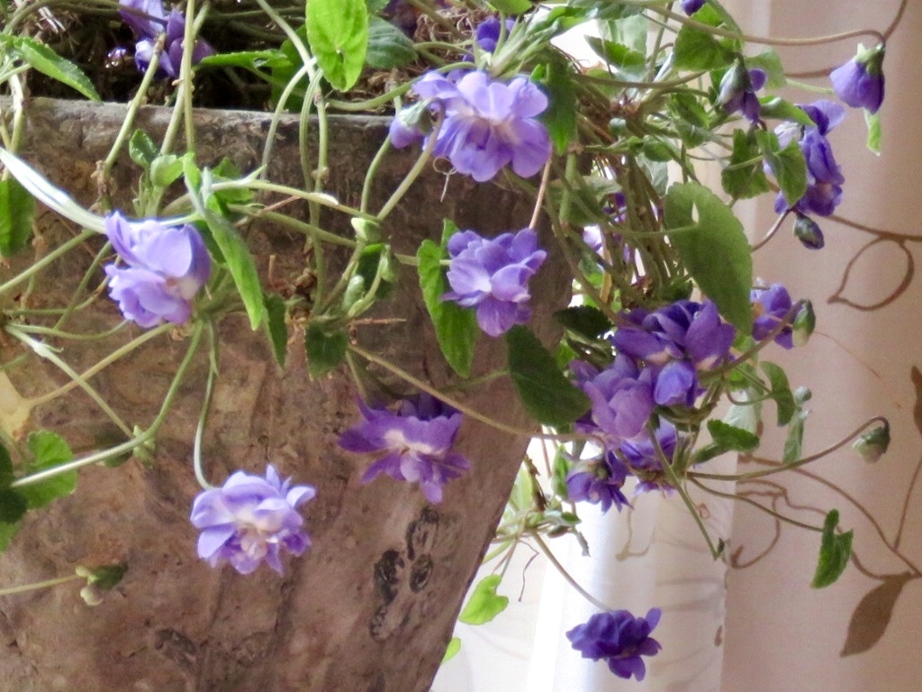 ニオイスミレ紫花