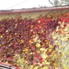 蔦の紅葉