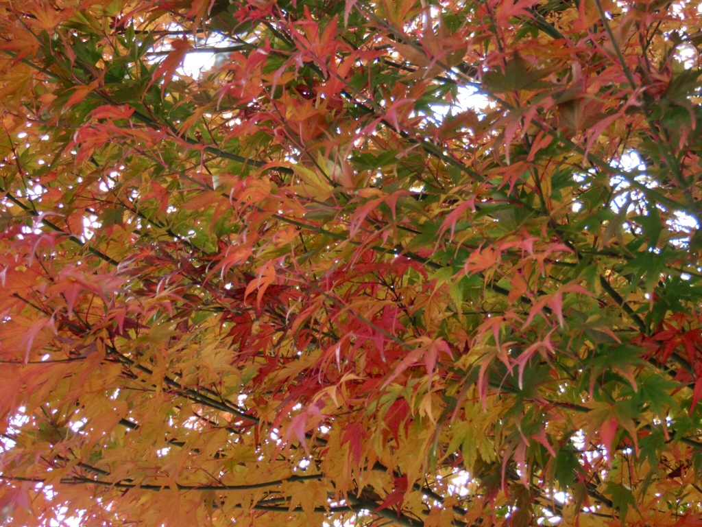 モミジの紅葉