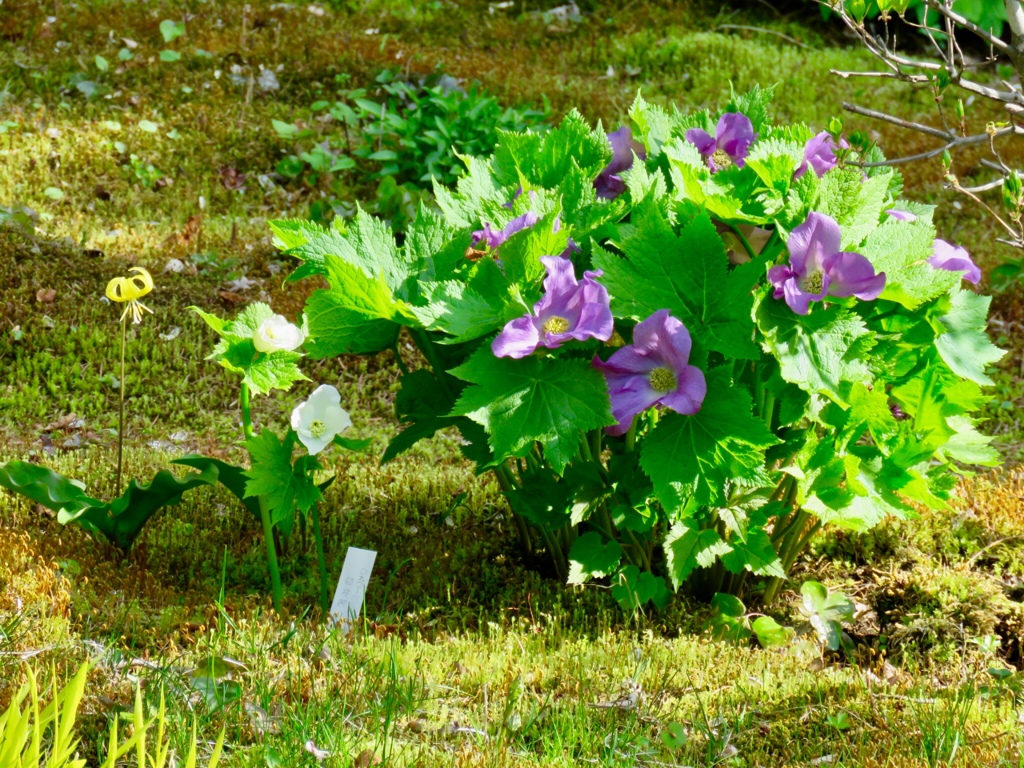 揃い踏み