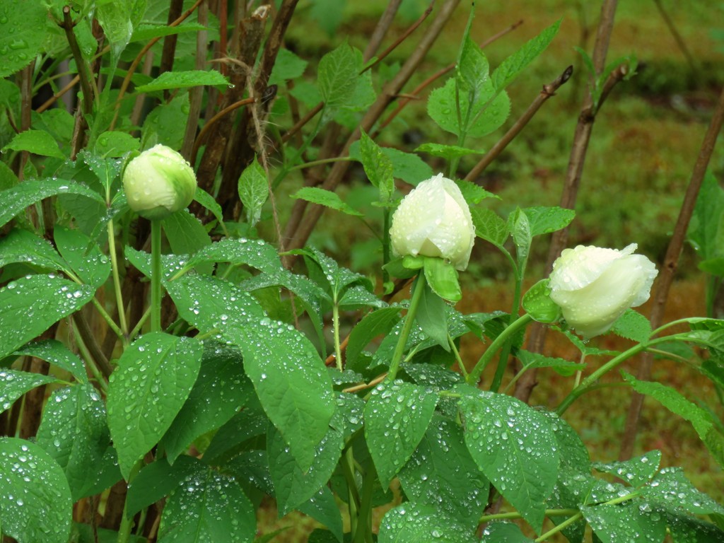 雨に濡れた山芍薬