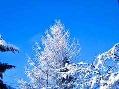 今朝の雪景7