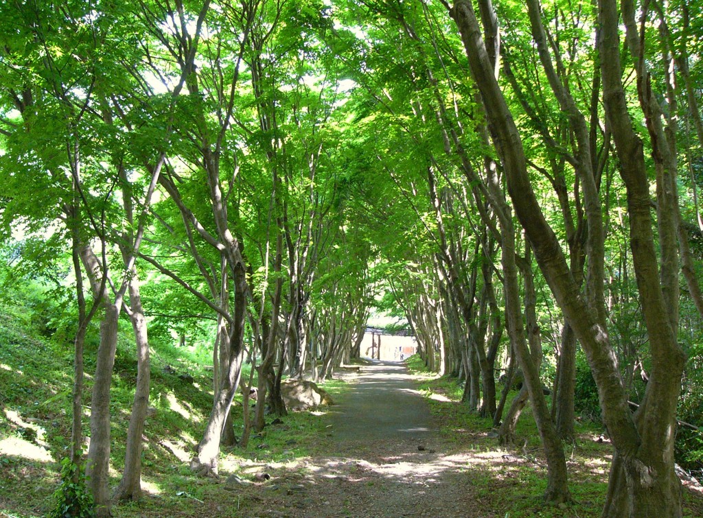 河内藤園のモミジ１