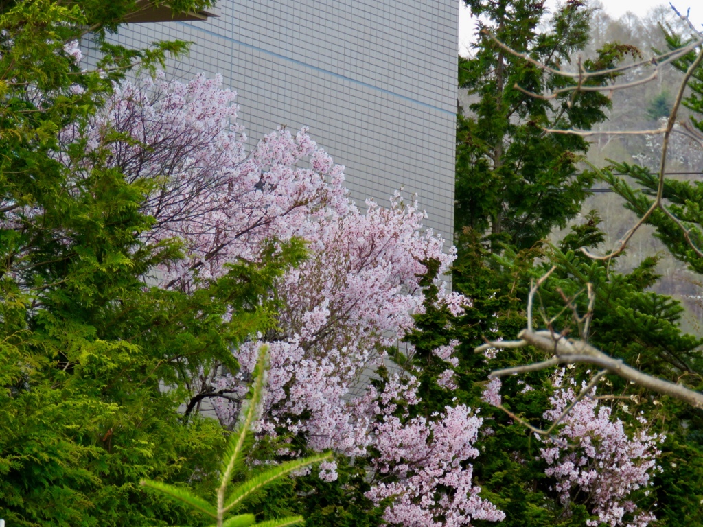 街中の桜1