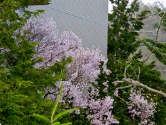 街中の桜1