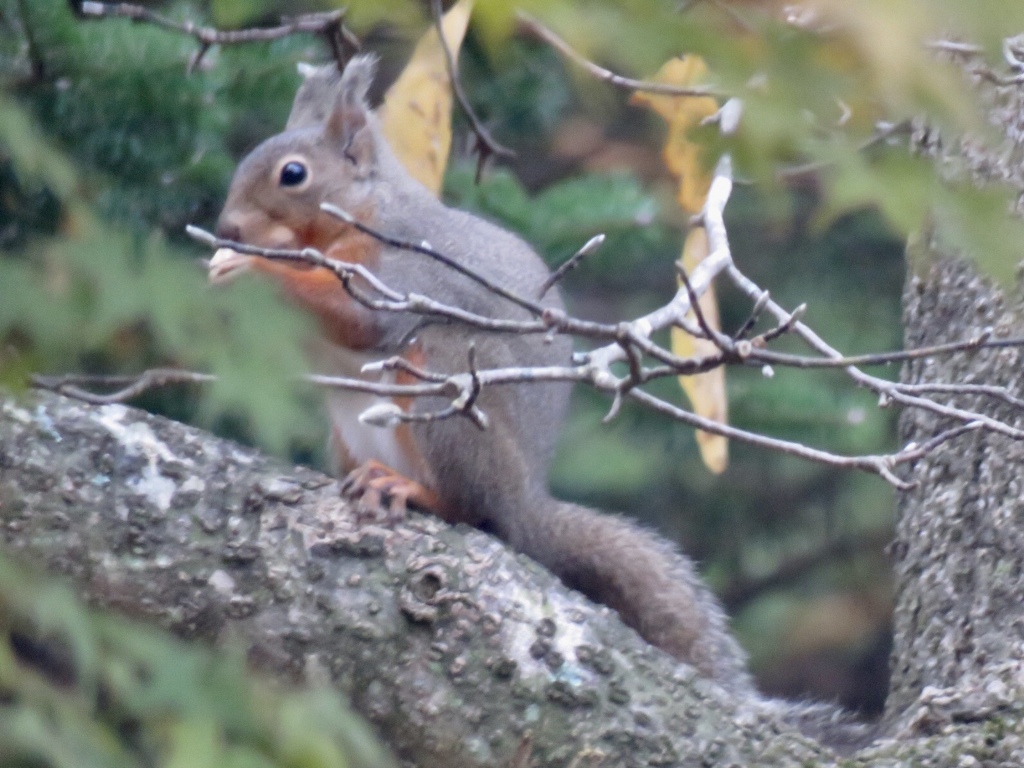 今朝もやってきた4
