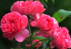 庭のバラシリーズ５